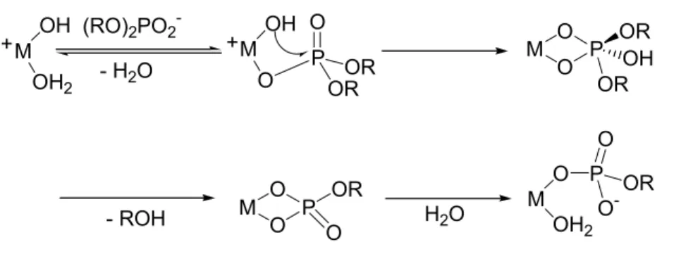 Abb. 3: Metallaktivierte Phosphodiesterhydrolyse  17 