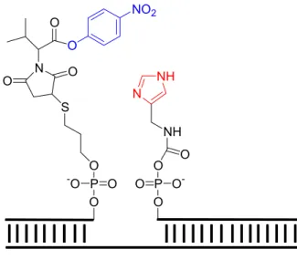 Abb. 7:  Organokatalysierte Nitrophenylesterspaltung am DNA-Templat 