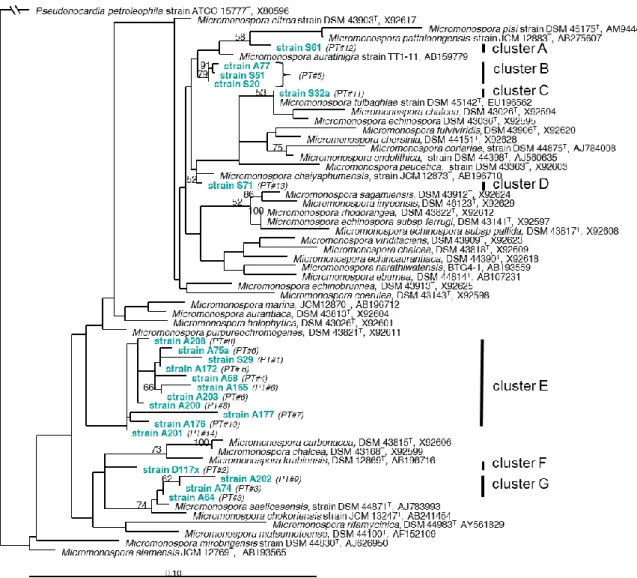 Figure 1. Maximum likelihood phylogenetic subtree of 16S rRNA gene sequences from  type  strains  affiliating  to  the  genus  Micromonospora  as  references  and  the  Micromonospora  strains  derived  from  Eastern  Mediterranean  Sea  deep-sea  sediment