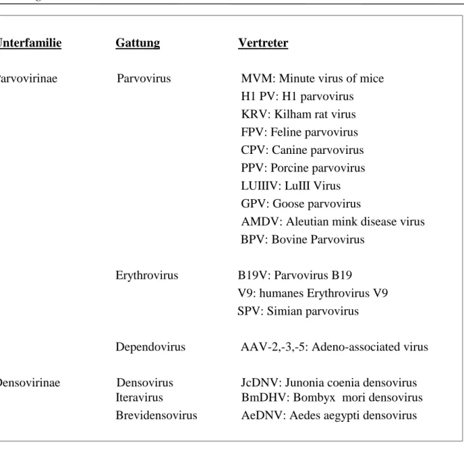 Tab. 1-1: Taxonomie der Parvoviren ( Tidona &amp; Darai; The Springer index of viruses; 2001)  