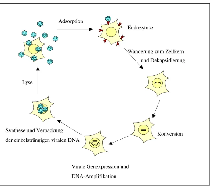 Abb. 1-2: Viraler Infektionszyklus autonomer Parvoviren 