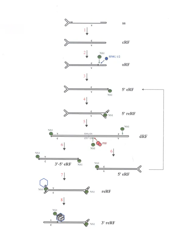 Abb. 1-4: Virale DNA-Replikation am Beispiel des MVM-Parvovirus 
