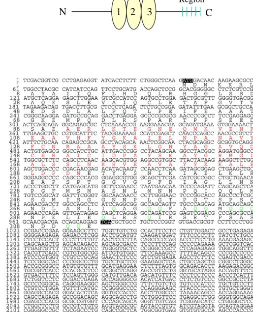 Abb. 1-6: A: Schematische Darstellung der SGT-Proteinstruktur                   B: cDNA-Sequenz, die für das humane SGT-Protein kodiert