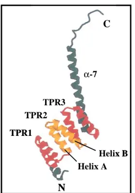 Abb. 1-7: Dreidimensionale Struktur der TPR-Motive von PP5 (Das et al., 1998).  