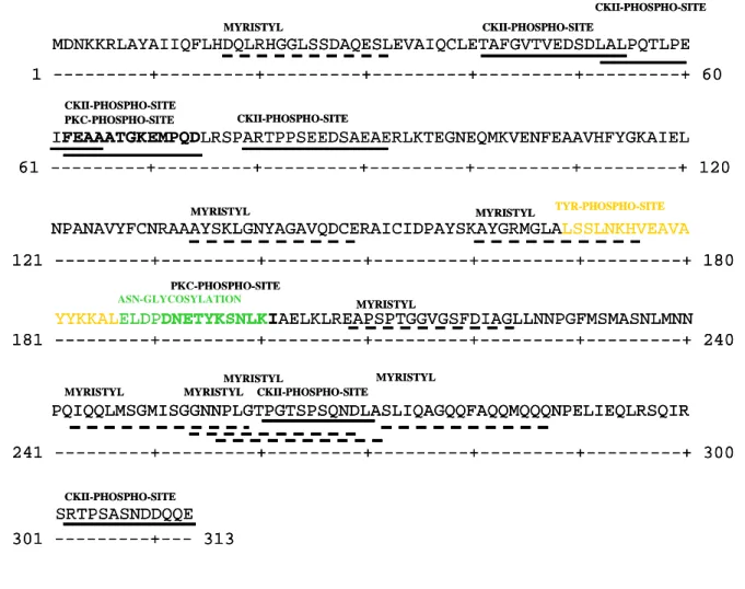 Abb. 1-8: Potentielle Modifikationsstellen des humanen SGT-Proteins 