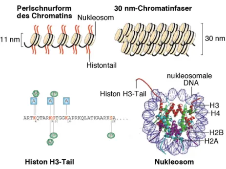 Abbildung 1-1. Strukturelemente des Chromatins. Oben sind Oktamere als gelbe Zylinder, DNA in schwarz und die Histontails in rot gezeichnet