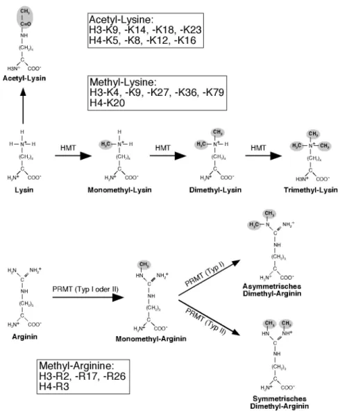 Abbildung 1-2. Bekannte Acetylierungs- und Methylierungsstellen und chemische Struktur der modifizierten  Reste