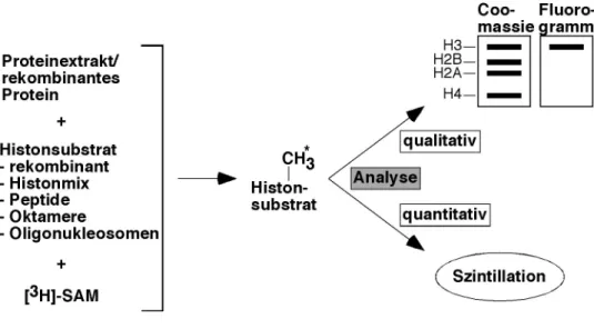 Abbildung  2-1.  In  vitro -Ansätze  zur  Detektion  der  HMT-Aktivität.  Schematische  Darstellung  zur qualitativen  und  quantitativen  Untersuchung  von  identifizierten  HMT-Aktivitäten