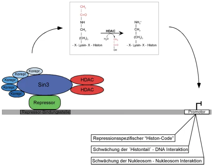 Abb. 1 Modell zum Mechansimus der HDAC-vermittelten transienten transkriptionellen Repression der Klasse I HDACs