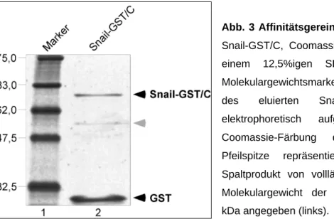 Abb. 3 Affinitätsgereinigtes Snail-GST/C: Rek.