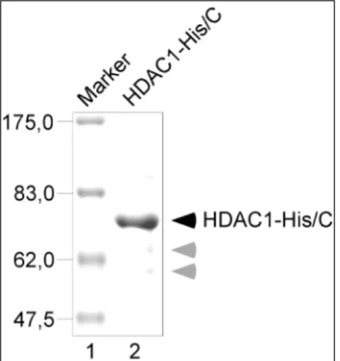 Abb. 6 Affinitätsgereinigtes HDAC1-His/C: Rek. HDAC1- HDAC1-His/C, Coomassie-gefärbtes SDS-Gel