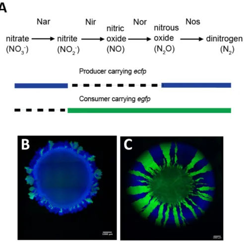 Figure  1.  Synthetic  microbial  community  used  in  this  study.  A  The  synthetic  community  is  composed of two isogenic mutant strains of P