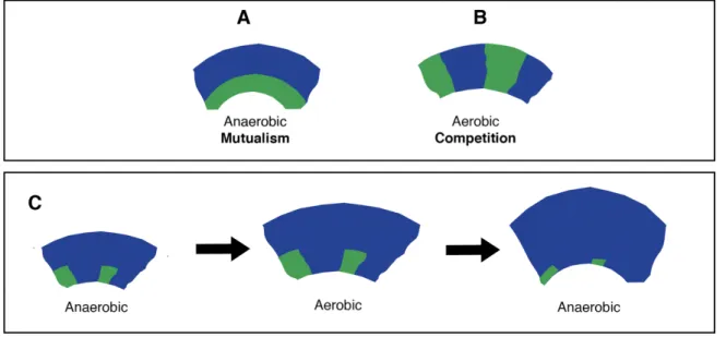 Figure 2. Predicted effect of repeated anaerobic/aerobic transitions on community dynamics
