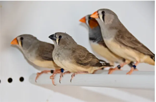 Figure 1.1.: Zebra finch family in our colony. Photograph taken by Heiko  Hörster. 