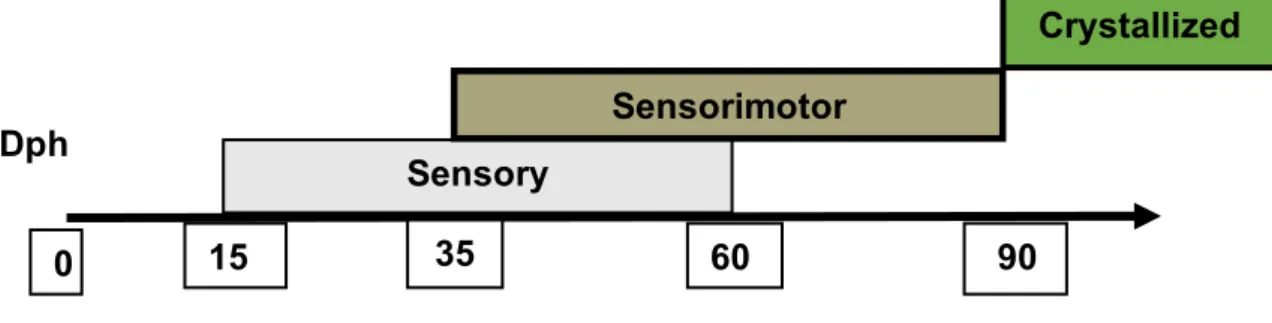 Figure 1.3.:  Song learning in zebra finches undergoes in two overlapping  periods: a sensory period within which a template song from a tutor  male is acquired and a sensorimotor period during which vocal output  is more refined to match the chosen tutor 