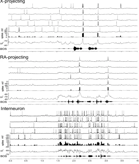 Figure  1.6.:  Different  types  of  HVC neuron  responses selectively time- time-locked to BOS stimulation