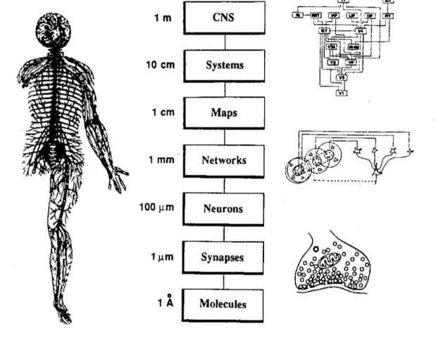 Figure  1.8.:  Levels  in  spatial  organization  are  schematically  described  in  nervous systems