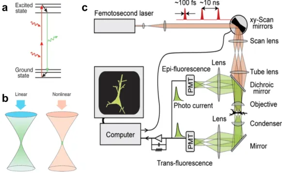 Figure  3.2.:  Two-photon  microscopy  utilizes  nonlinear  fluorophore  excitation.  A  To  reach  an  excited  state,  two  photons  can  be  almost  simultaneously  absorbed  by  a  fluorophore