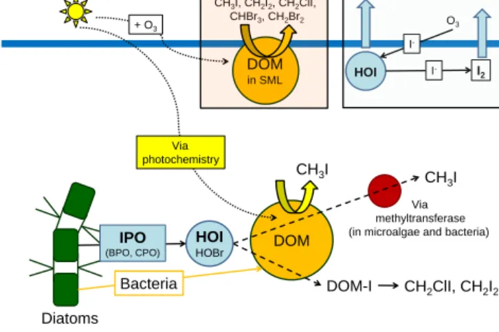 Figure 5. Proposed mechanisms for formation of iodocarbons – re- lease of HOI with the help of iodoperoxiases (IPO), followed by  re-action with DOM (dissolved organic matter (DOM) via iodine  bind-ing to DOM (DOM-I) to form CH 2 ClI and CH 2 I 2 