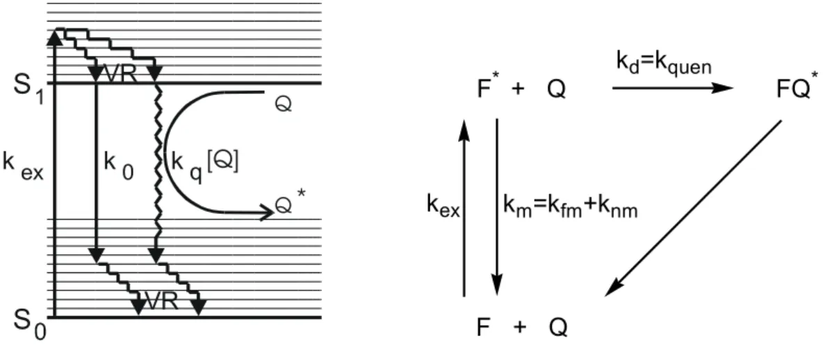 Abbildung 1.1.5.1-1: Vereinfachtes Energieschema und Reaktionsschema der dynamischen Löschung  („Stoßlöschung“) eines Fluorophors aus dem ersten elektronisch angeregten Singulett-Zustand S 1