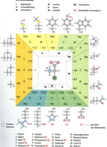 Abbildung 1.3-1: Proteinogene Aminosäuren: Struktur der Seitenketten, pK-Werte der geladenen  Aminosäuren, Polaritäten