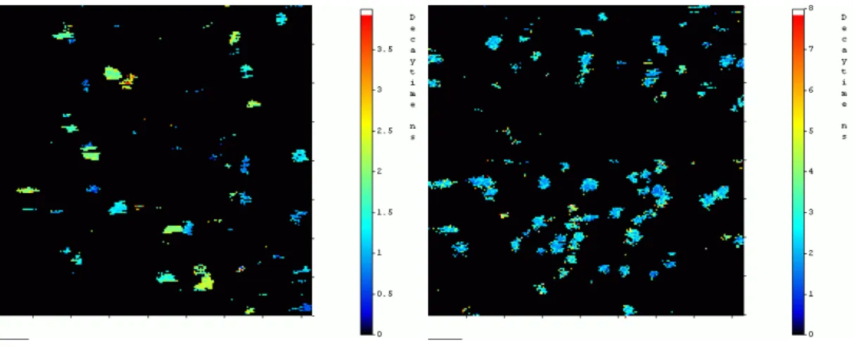 Abbildung 3.2-4: Lebensdauerbilder der kovalent auf Glasoberflächen gekoppelten Farbstoffe Cy5  und MR121