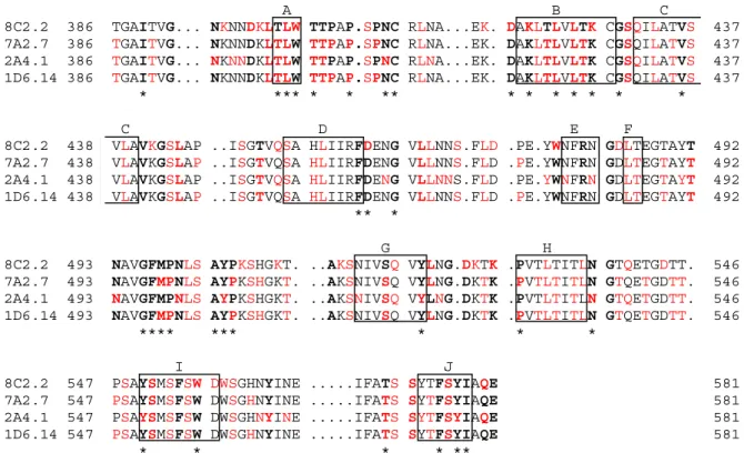 Abbildung 20. Potentielle Antikörper-Epitope in der Fiberknobregion des adenoviralen Serotyps 5,  identifiziert nach Panning mit der Ph.D.-C7C Bibliothek