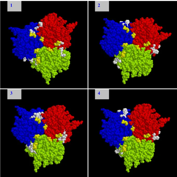 Abbildung 21. Potentielle Antikörper-Epitope in der Fiberknobregion des adenoviralen Serotyps 5  identifiziert nach Panning mit der Ph.D.-C7C Bibliothek
