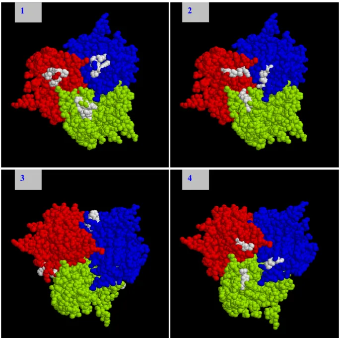 Abbildung 23. Potentielle Antikörper-Epitope in der Fiberknobregion des adenoviralen Serotyps 5  identifiziert nach Panning mit der Ph.D.-C7C Bibliothek