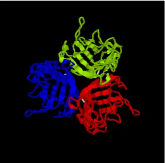 Abbildung 2. Ribbon-Diagram des Ad5 -Knob, entlang der dreifachen Symmetrieachse in Richtung auf  die Virusoberfläche gesehen