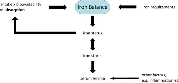 Figure  6:  Interrelationships  between  iron  absorption,  iron  requirements,  iron  balance,  iron status and iron stores
