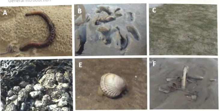 Fig.  2:  Different habitat types in the Wadden Sea; A)  Sand flat  dom inated by Arenicola marina (Photo: 