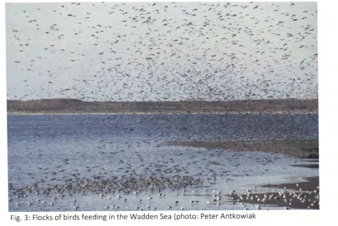 Fig.  3: Flocks  of birds feeding in the Wadden Sea  (photo: Peter Antkowiak 