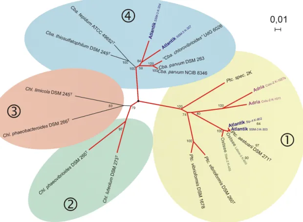 Figure 2. The phylogenetic relationship of marine green sulfur bacteria (connected with red lines)  according to fmoA sequences (according to [57]) is shown