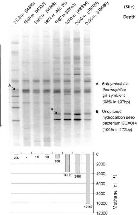 Figure 1. A gradient gel of amplified 16S rRNA gene sequences from deep ocean water in the vicinity  of hydrothermal vents of the Fiji-Basin (top) and concentration of methane in the same samples  (bottom) are shown