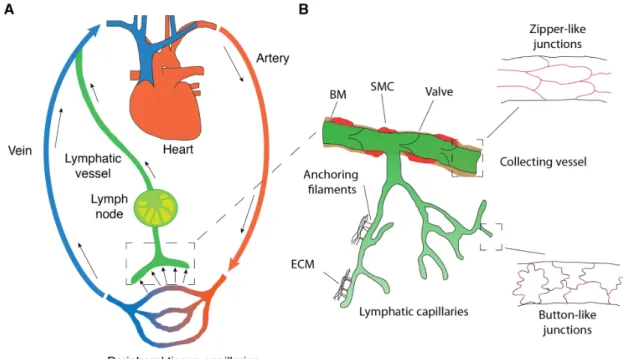 Figure 1: Circulatory system and architecture of the lymphatic vasculature. (A) Schematic of  the blood and lymphatic vascular systems
