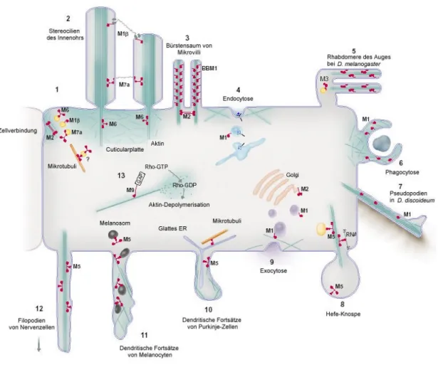 Abbildung 2.7:  Darstellung möglicher Funktionen von Myosinen an einer imaginären Zelle