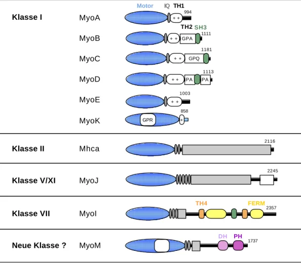 Abbildung 2.9:  Schematische Übersicht über die Domänenstruktur der Myosine aus D. discoideum