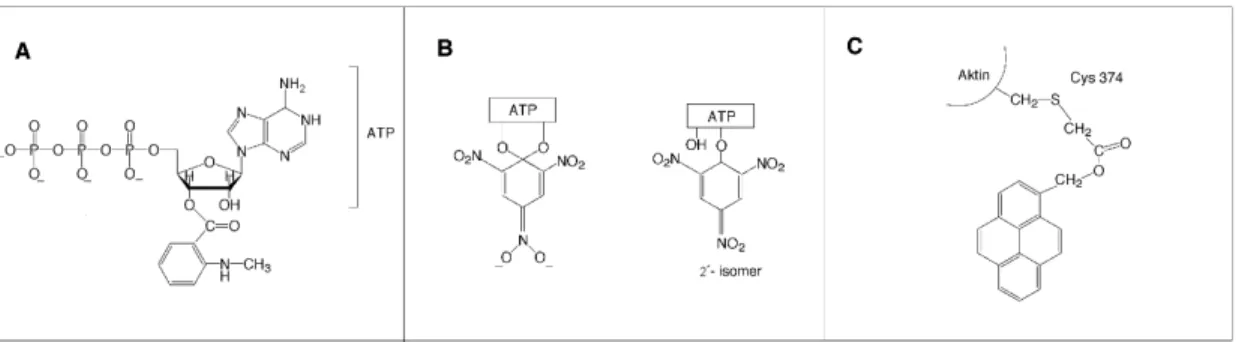 Abb. 3.4: Strukturformeln der verwendeten Farbstoffmoleküle.  (A) 3‘-N -methylanthraniloyladenosin- -methylanthraniloyladenosin-triphosphat