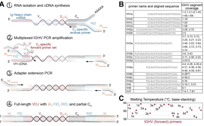Figure 2-2 Library preparation of immunoglobulin (Ig) heavy chain genes for high-throughput sequencing (Ig-Seq)  using molecular amplification fingerprinting (MAF) 