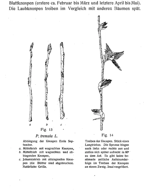 Fig. 13 P. tremula L.