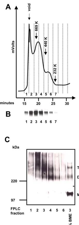 FIG. 6. Size exclusion chromatography and Western blot of JR-FL gp160∆CT glycoproteins eluted from Dynal beads under native conditions
