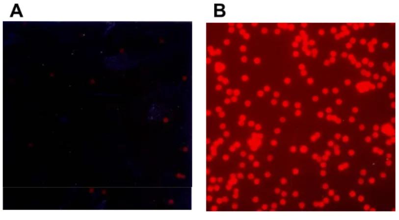 FIG. 8. Fluorescent microscopic image. (A) unconjugated beads and (B) proteoliposomes reconstituted with a membrane containing 1% DOPE-Rhodamine.