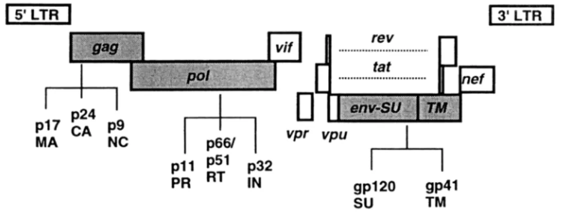 FIG. 1. Schematic diagram of the HIV-1 genome and its gene products. Virion structural genes are depicted as shaded, accessory genes as clear boxes (from Fields, Fundamental Virology)