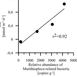 Figure 6. Measured TPO 4 fluxes vs. relative abundance of Marithioploca in cells g −1 in the upper 5 cm of the sediment