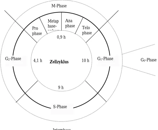 Abb. I.4. Schema eines Zellzyklus. (aus Kreth 1997).