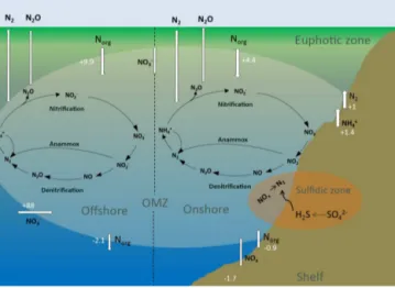 Figure 3. The marine nitrogen (N) cycle with the major onshore and offshore processes in the ETSP OMZ, modified from Kalvelage et al