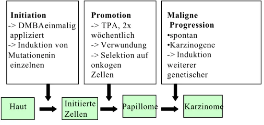 Abb. 1.4 Das Maushautmodell der Mehrstufenkarzinogenese 