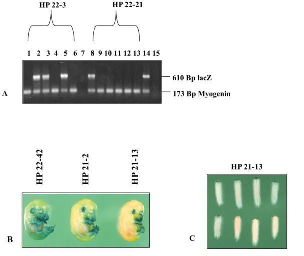 Abb. 2.3 Ermittlung der Transgen-Expression mittels PCR bzw. X-gal  