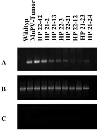 Abb. 2.6 RT-PCR Analyse der MnPV-E6-Expression in primären Keratinozyten  